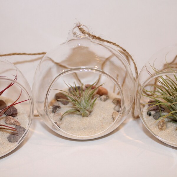 Modern Hanging Glass Air Plant Terrarium Kit