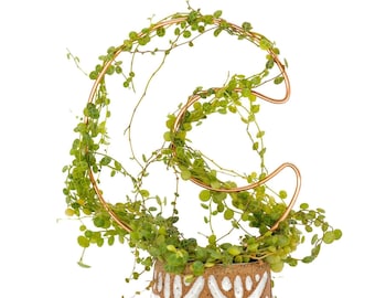 Crescent Moon Trellis | Plant Trellis