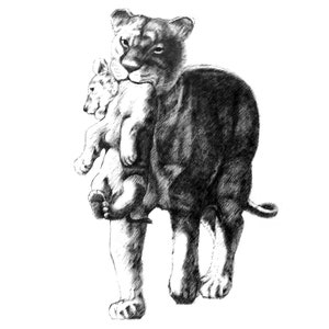 Mutter Löwe (Löwin) und ihr Cub Baby Druck, Haustier Kunst, Tier Bleistift Zeichnung, Skizze Kunst
