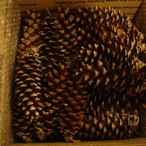 Box of 45 6" Long Natural Eastern White Pine Cones for Crafts, Wreaths, Fireplace