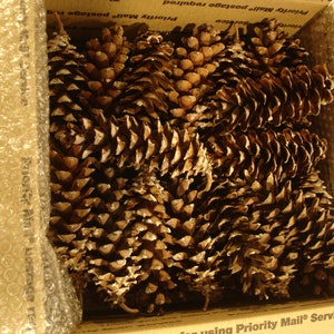 May include: A box filled with a large quantity of brown pine cones. The box is labeled "Priority Mail Service".