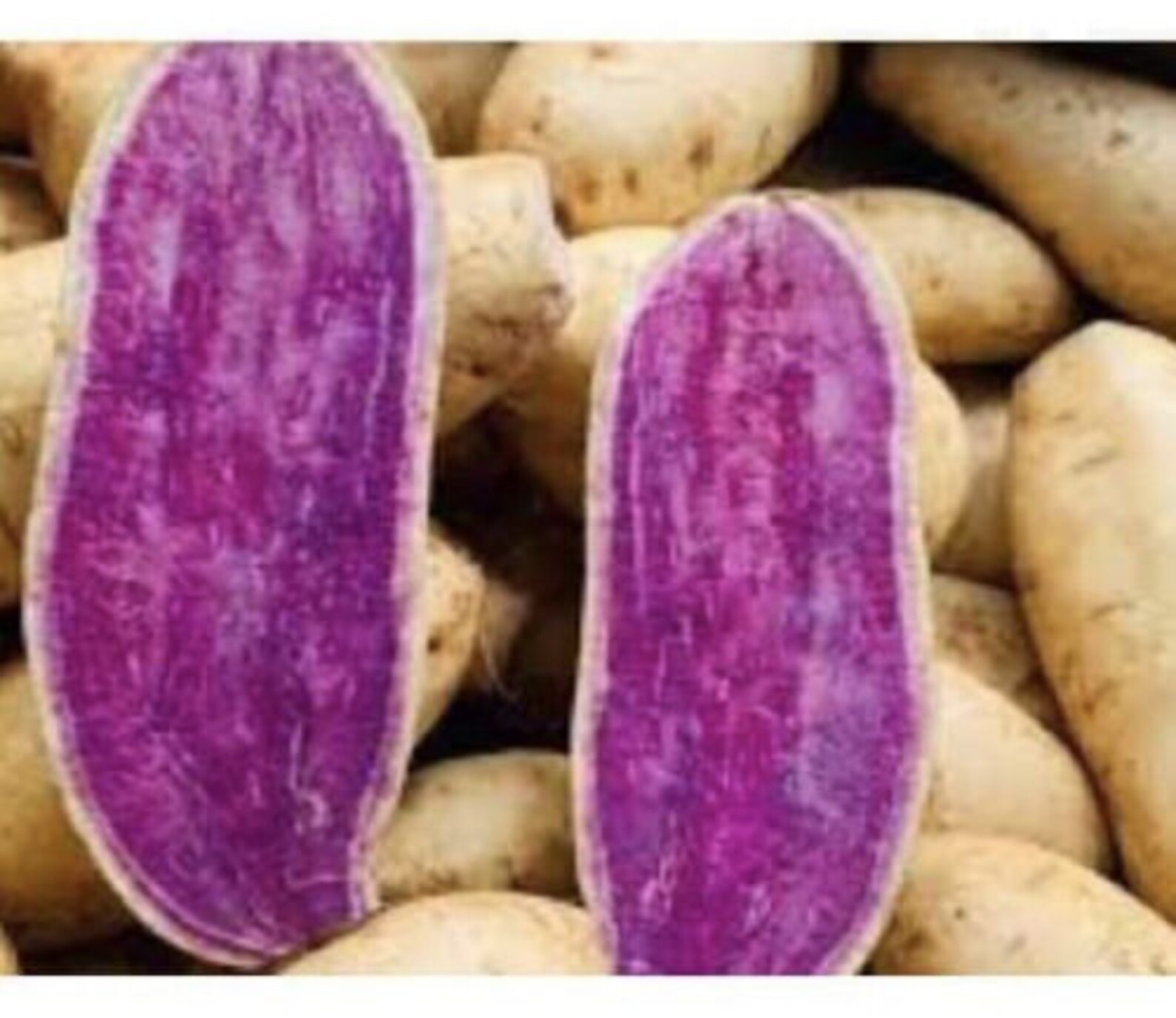 15 Okinawa Sweet Potato Slips White and Purple Sweet Potato Slips