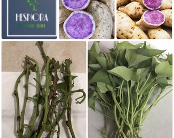 15 Okinawa Sweet Potato Slips- White And Purple Sweet Potato Slips /cuttings