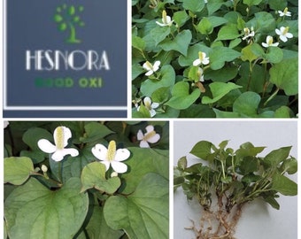15 Live Bare Root Fish Mint Houttuynia Cordata Asian Plants