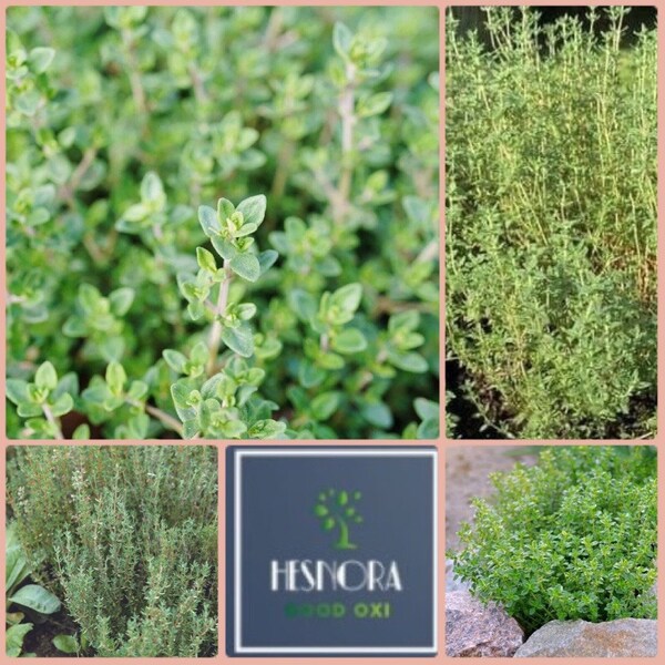 Creeping Thyme Plugs Etsy