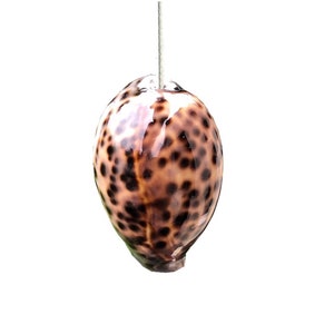 Echter Tiger Kauri Muschel Light Pull mit Kordel & Verbinder