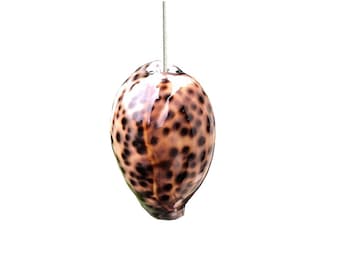 Real Tiger Cowrie Sea Shell Light Pull with Cord & Connector