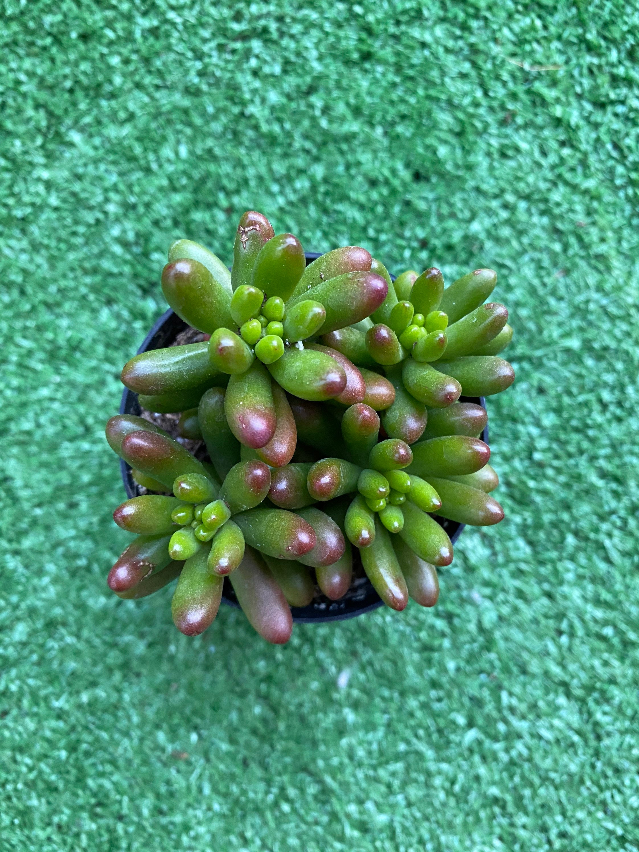 Sedum Rubrotinctum Pork and Beans Succulent Etsy