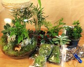 Moss Terrarium KIT Complete DIY set for plant lovers with stylish glass jar Forest in a Jar Ecosystem