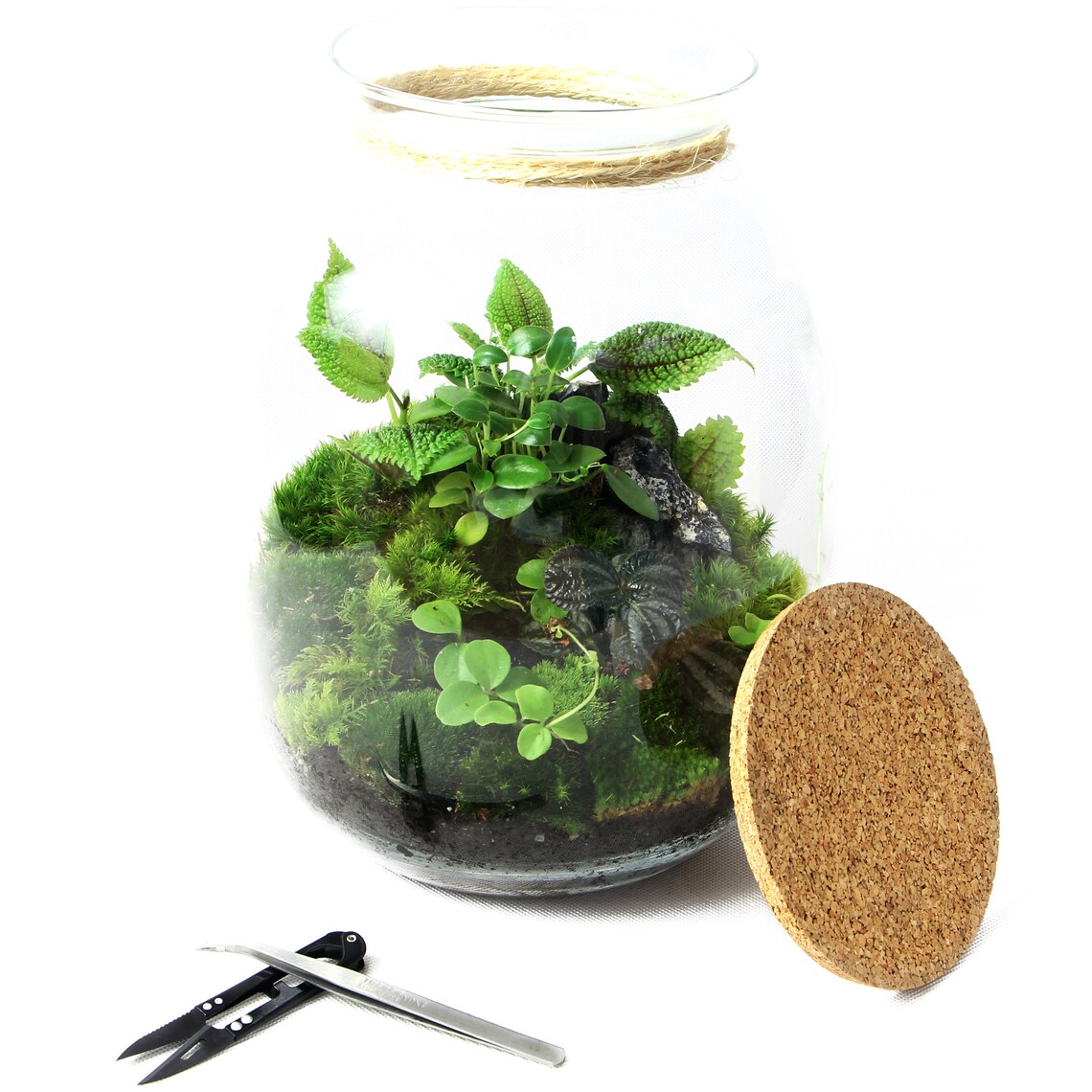 Moss Terrarium KIT Complete DIY set for plant lovers with Etsy