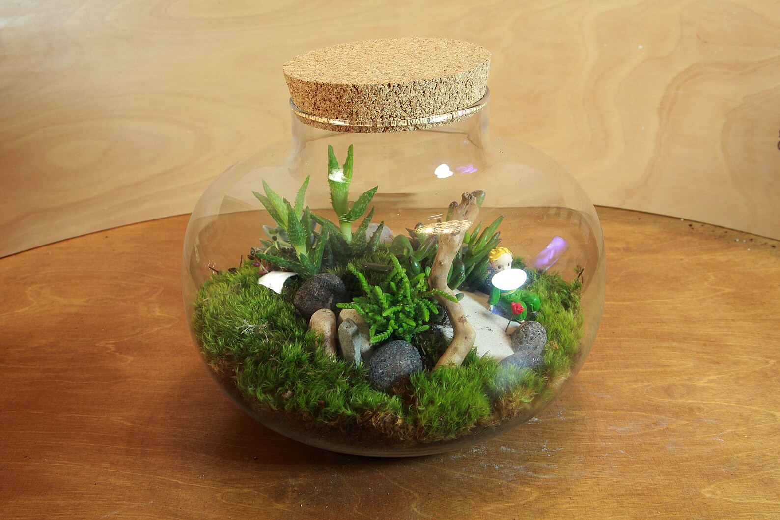 Huge Succulent Terrarium KIT Complete DIY set for plant Etsy