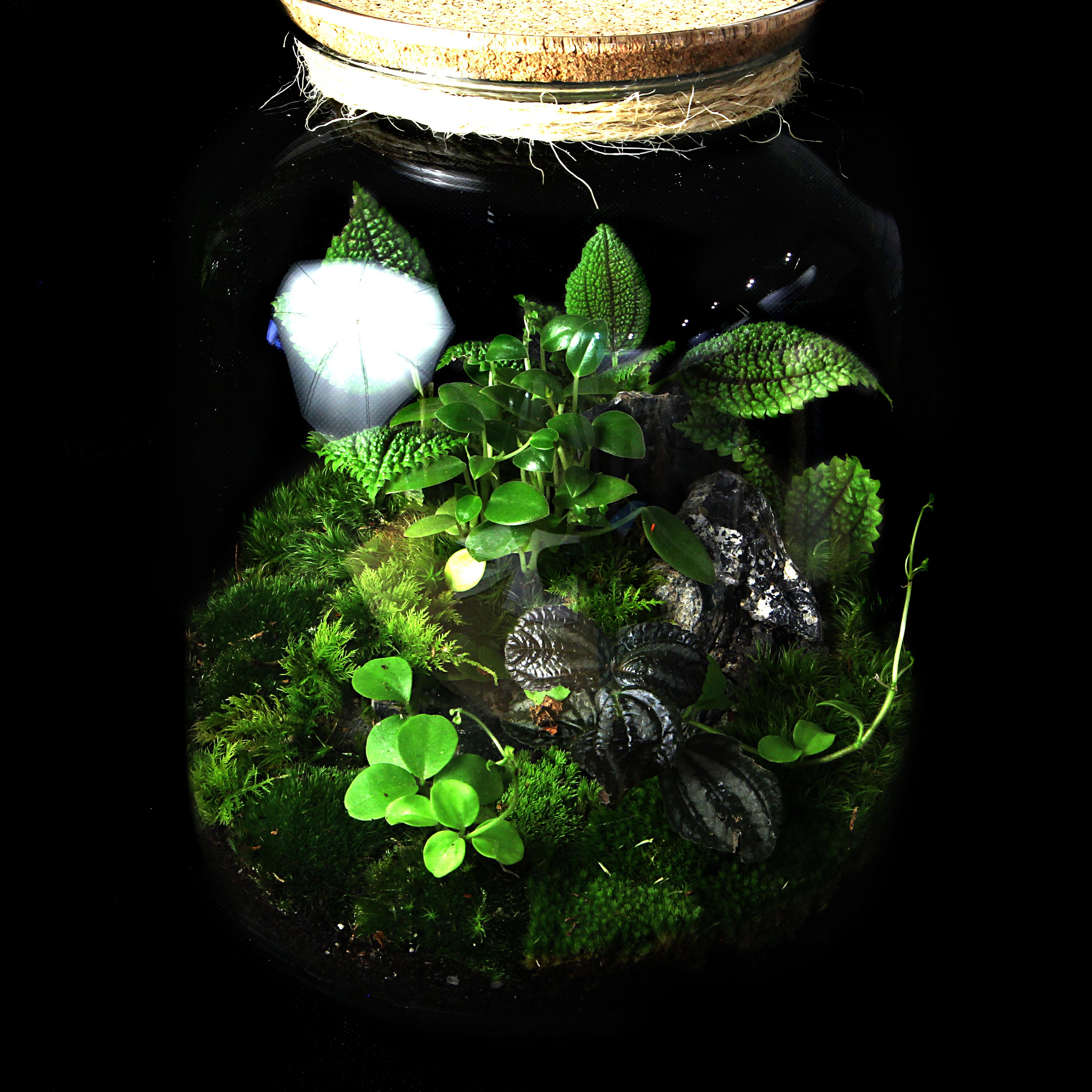 Moos Terrarium KIT komplette DIYSet für Pflanzenliebhaber Etsy