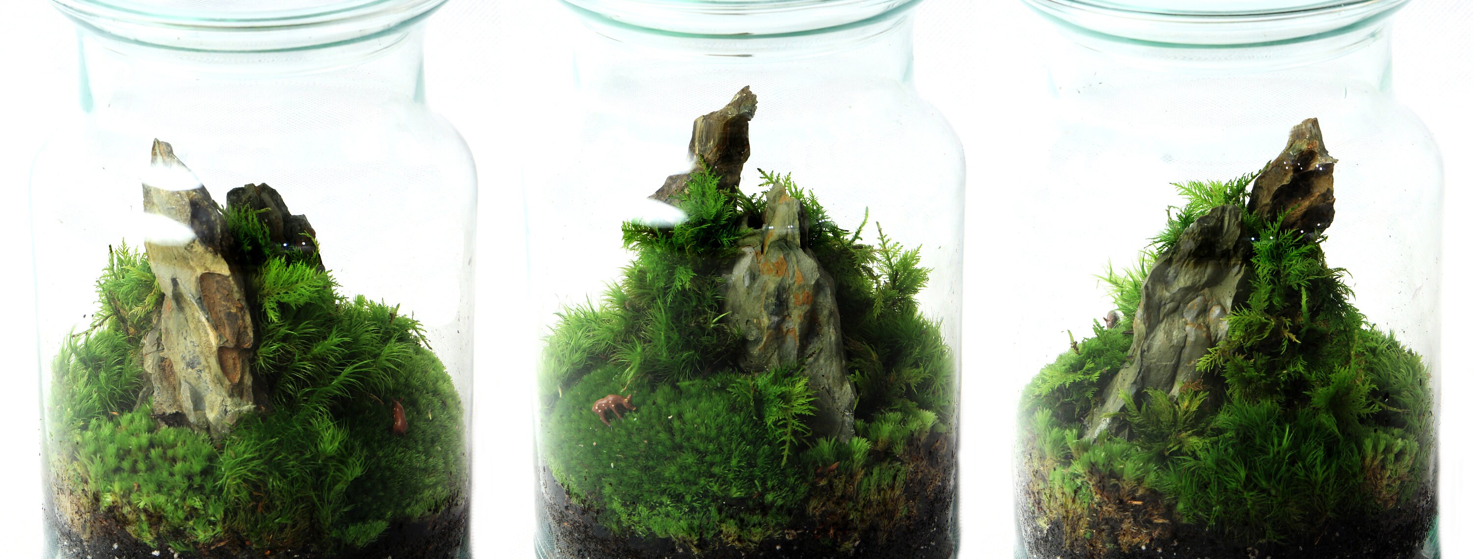 Moss Terrarium KIT Complete DIY set for plant lovers with Etsy
