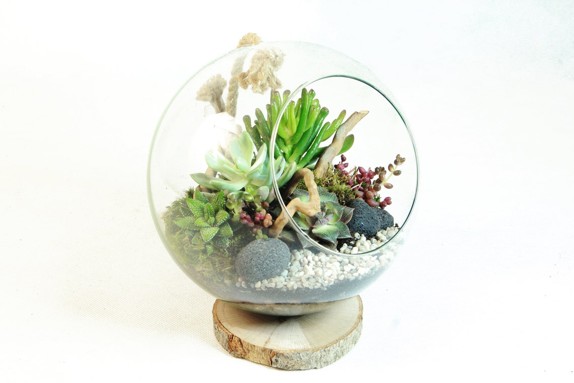Succulent Terrarium KIT Complete DIY set for plant lovers Etsy