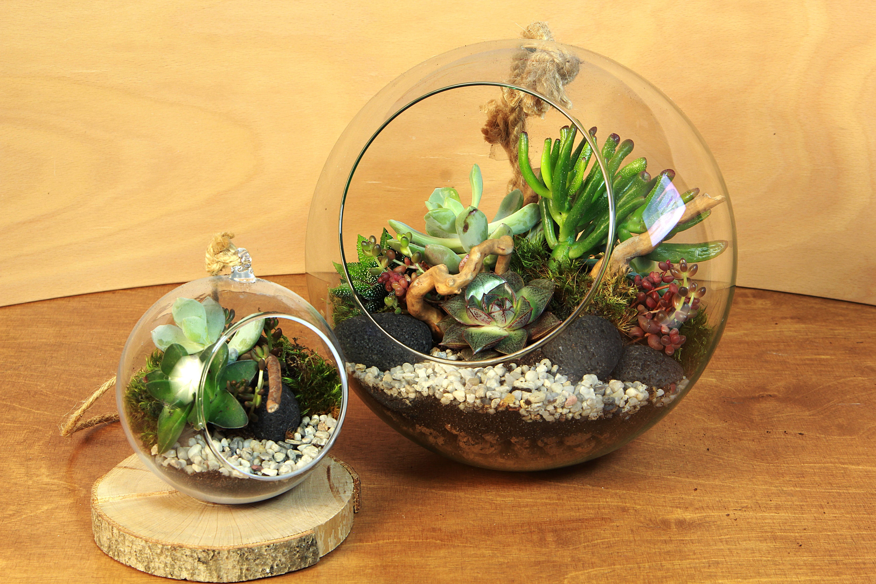 Succulent Terrarium KIT Complete DIY set for plant lovers Etsy