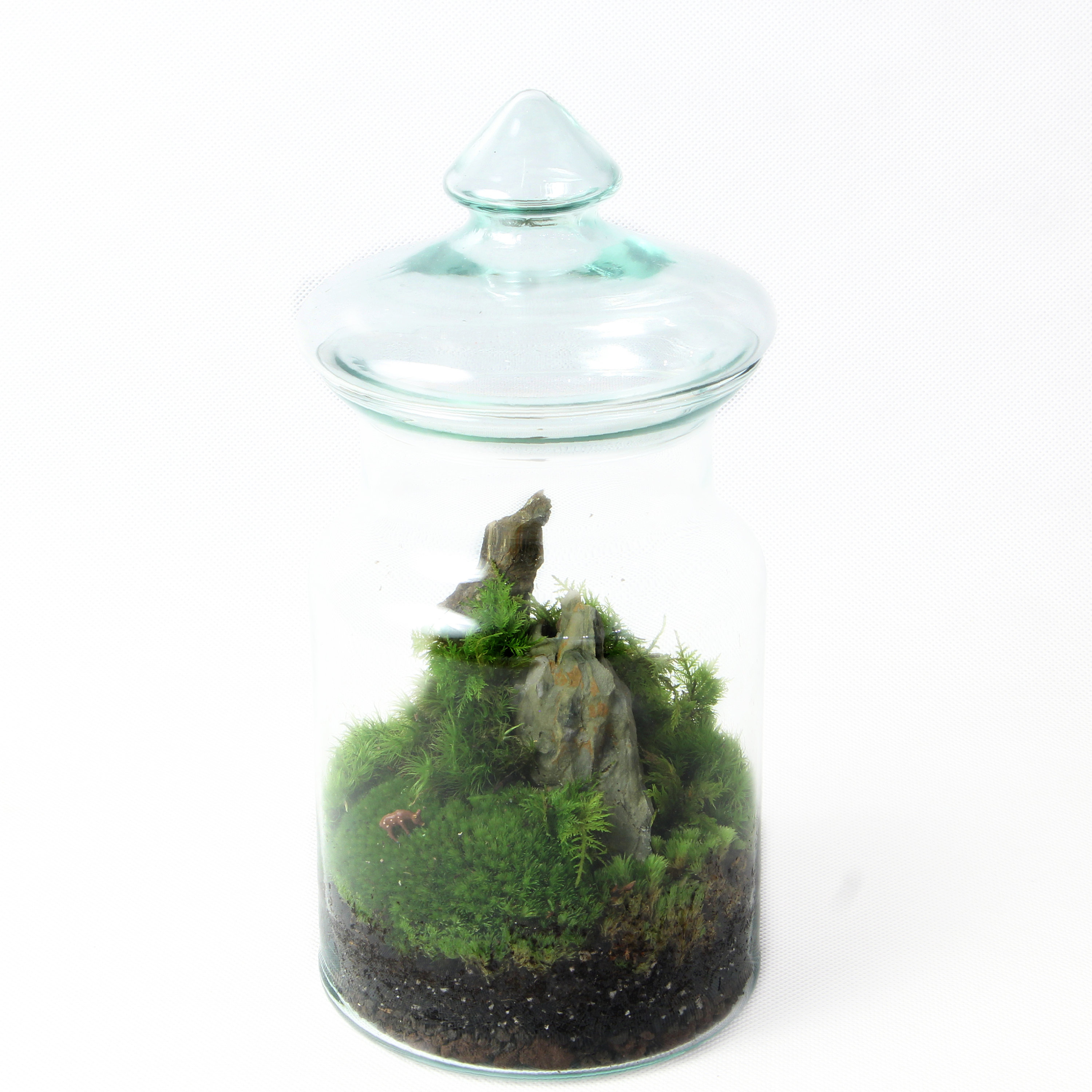 Moss Terrarium KIT Complete DIY set for plant lovers with Etsy