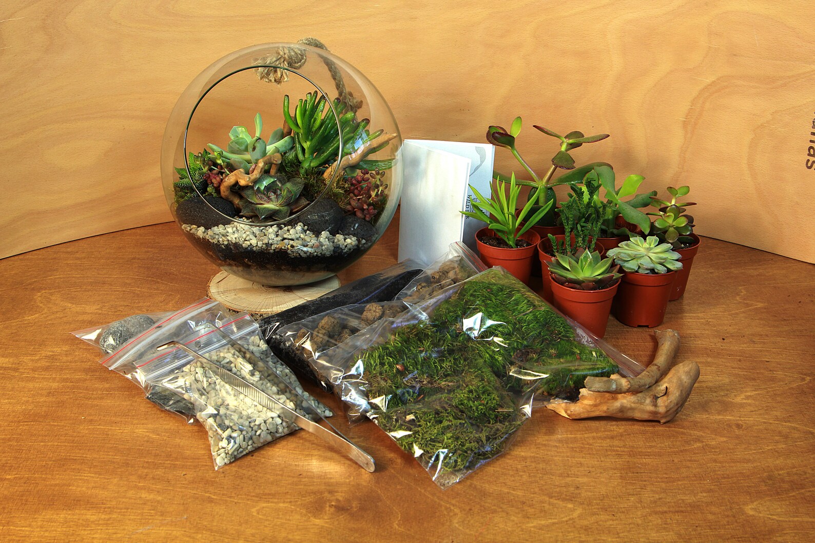 Succulent Terrarium KIT Complete DIY set for plant lovers Etsy
