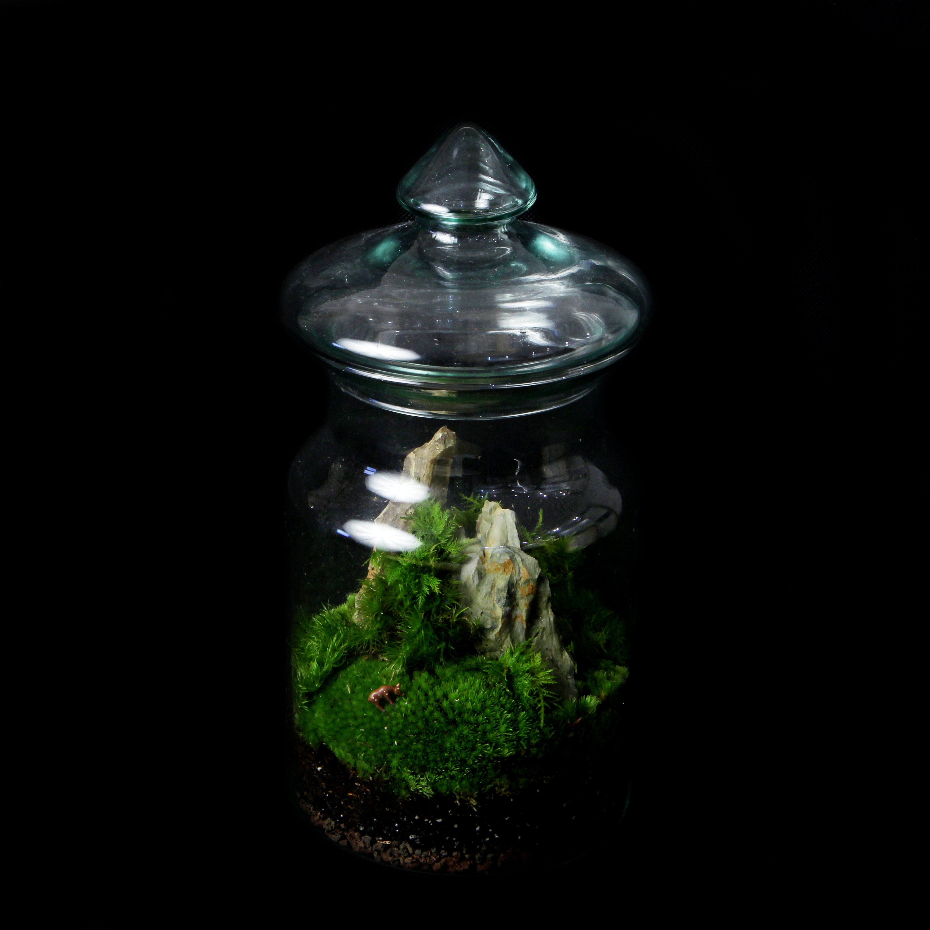 Moss Terrarium KIT Complete DIY set for plant lovers with Etsy