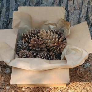 May include: A brown cardboard box filled with a collection of pine cones. The box is lined with brown paper and the pine cones are arranged in a cluster.