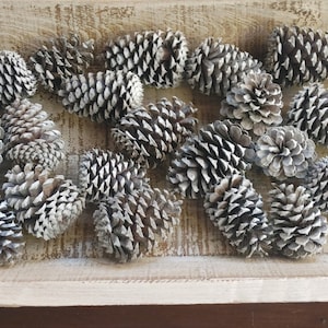Chalk Distressed Painted White Pinecones / 20 Small to Medium Size Painted Cones