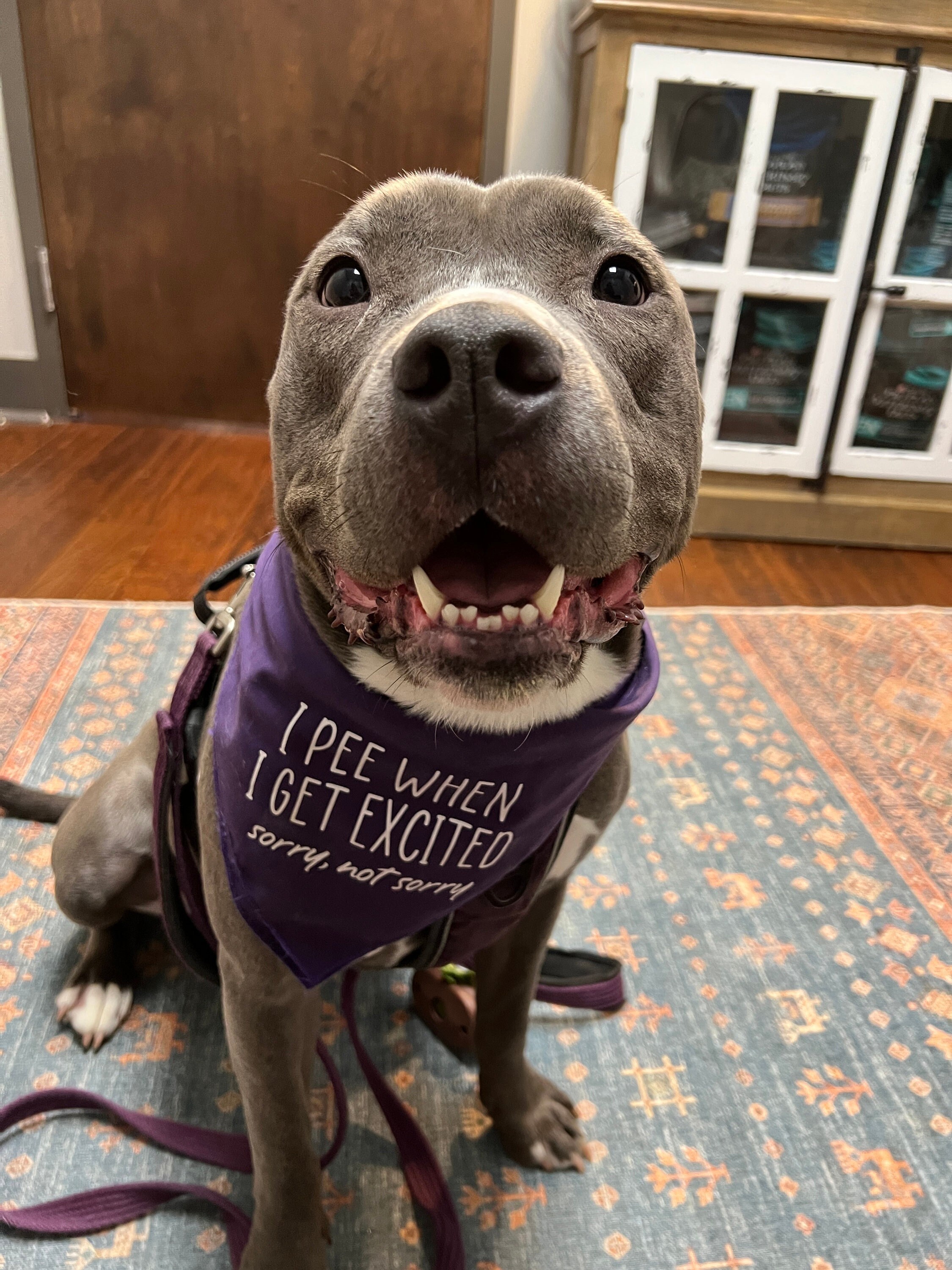 Why Do Dogs Pee When They Get Excited