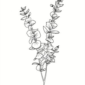 Eucalyptus | Tige | Dessin au trait fin | Téléchargement numérique | EPS | Clipart vectoriel | Botanique | Oeuvre originale | Dessiné à la main |