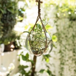 Plant Terrarium, Glass Terrarium, glass decoration, Modern Planter, Air Plant Terrarium, Succulent Planter, Room Decor, Patio Decor, Gift