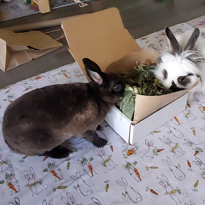 Bunny Rabbit Forage Snack Box Rabbit Enrichment Blend Etsy