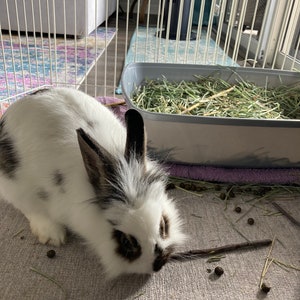 Puede incluir: Un conejo blanco y negro con ojos marrones est&aacute; comiendo un palo en una jaula. El conejo est&aacute; sentado en una alfombra gris con heno y virutas de madera esparcidas a su alrededor.
