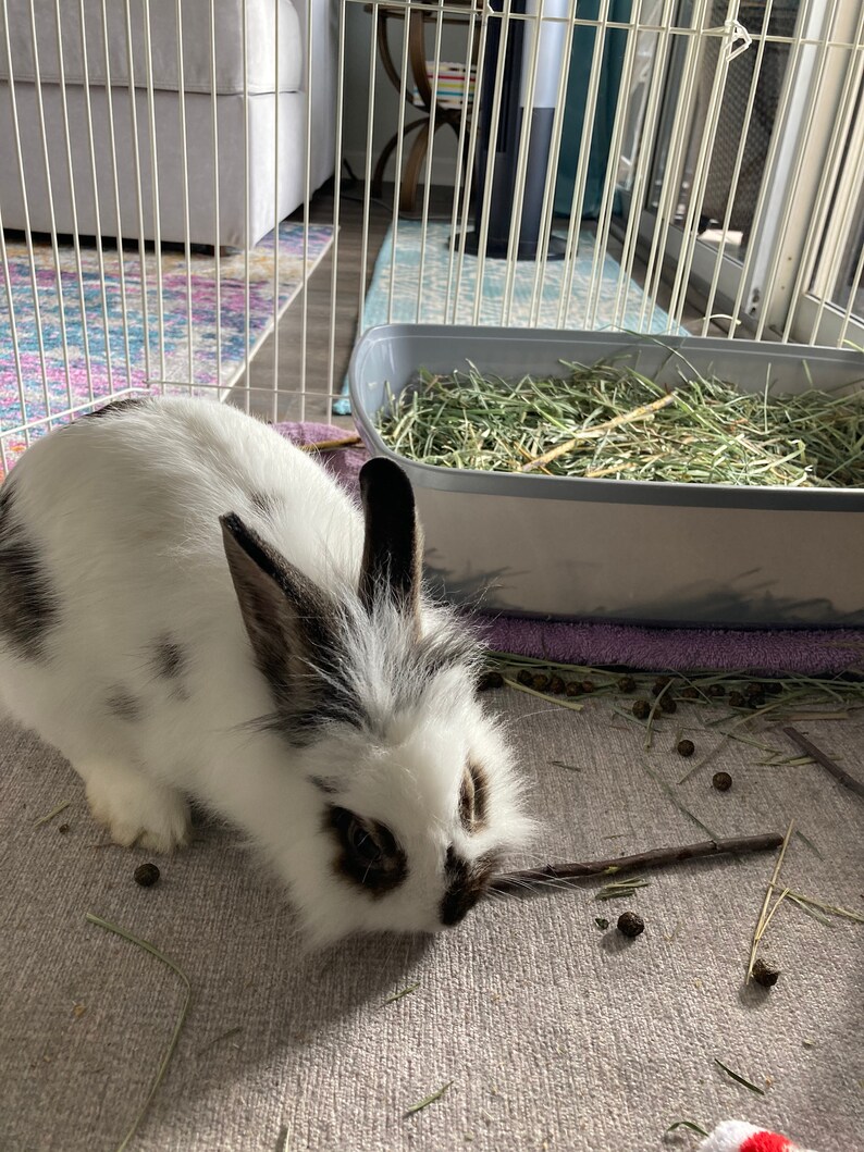 Puede incluir: Un conejo blanco y negro con ojos marrones est&aacute; comiendo un palo en una jaula. El conejo est&aacute; sentado en una alfombra gris con heno y virutas de madera esparcidas a su alrededor.