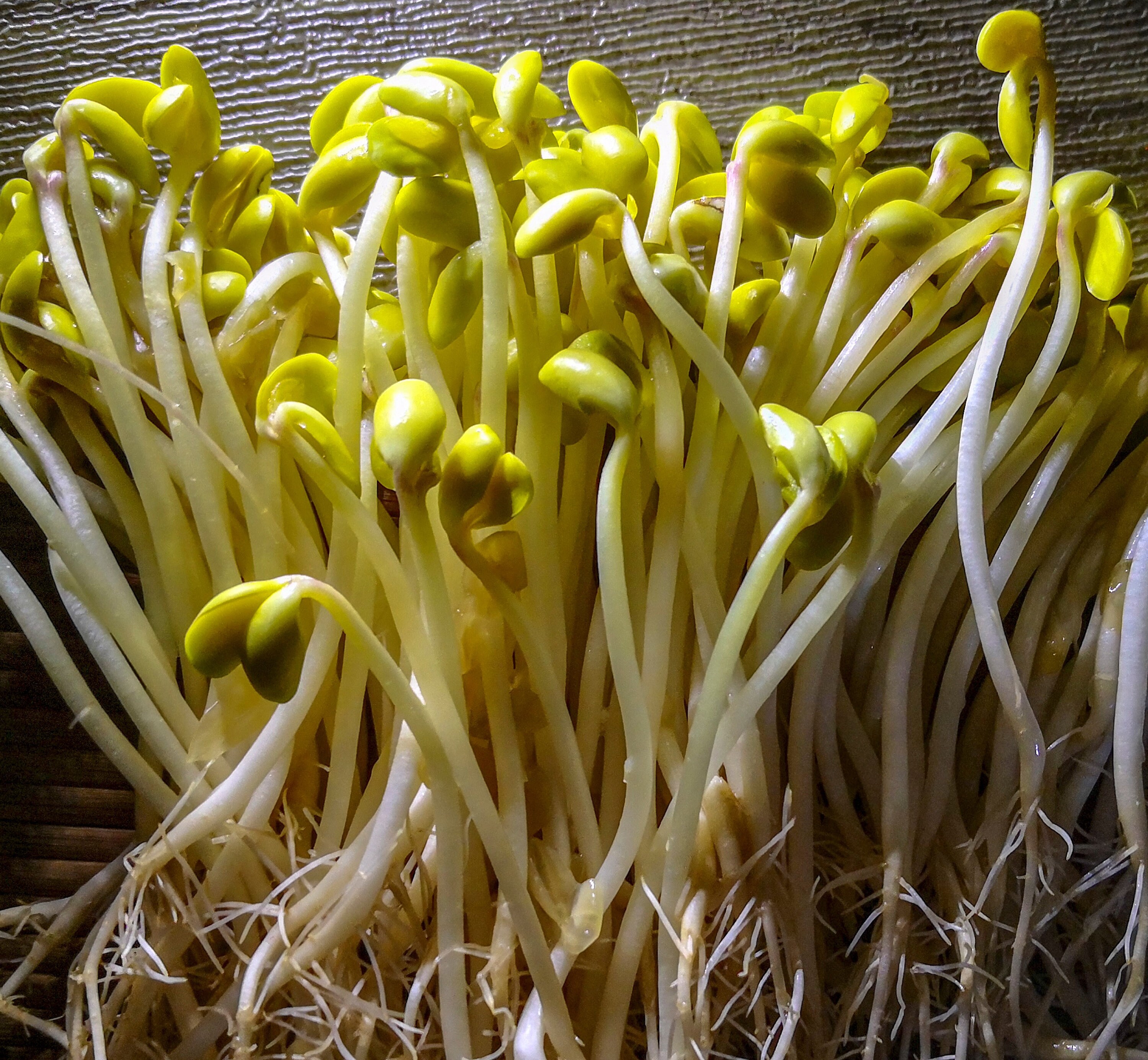 KSprout Complete Soybean Sprouting Kit 콩나물 Kongnamul Growing Etsy