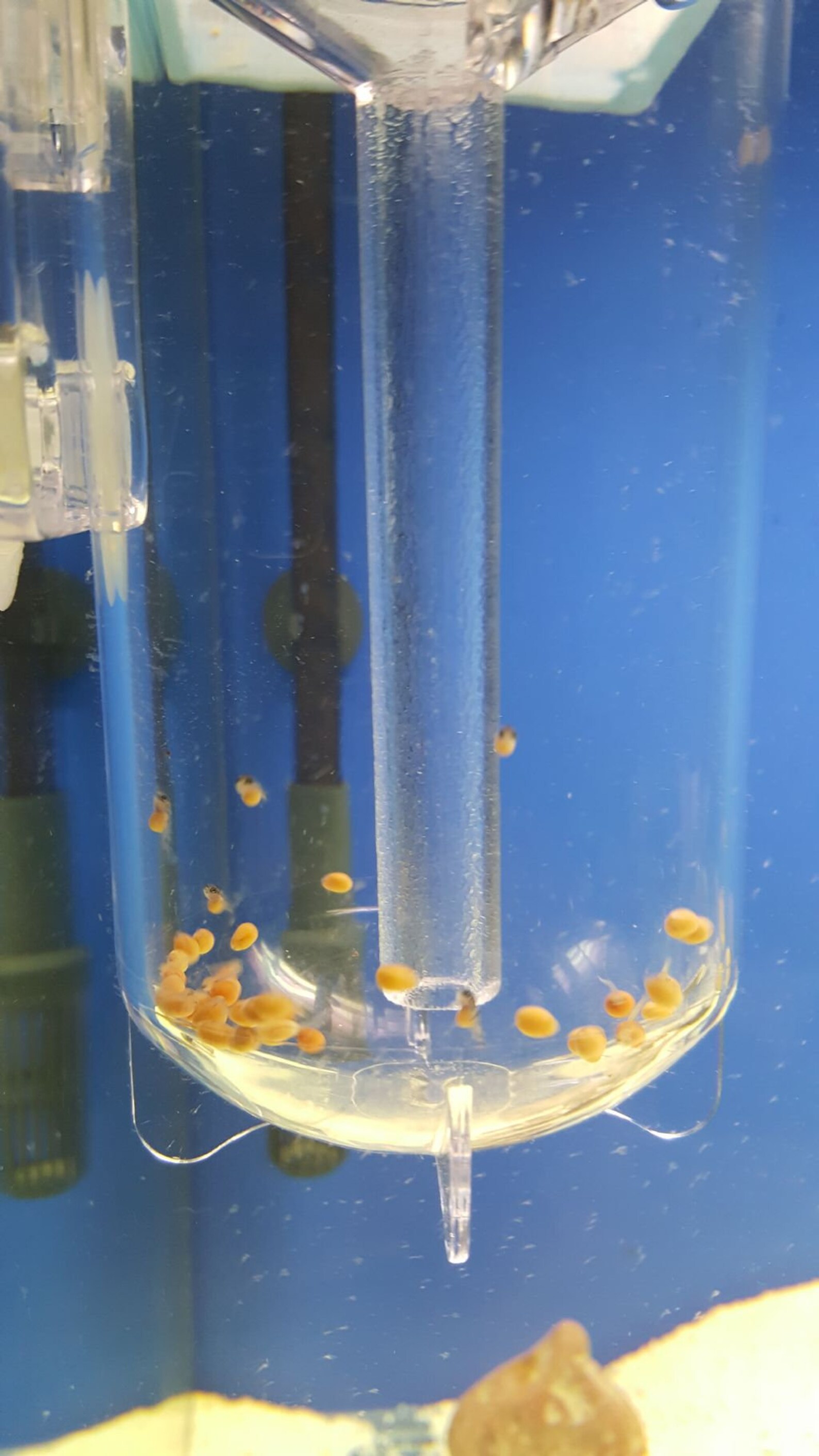 Diy egg incubator ricejulu