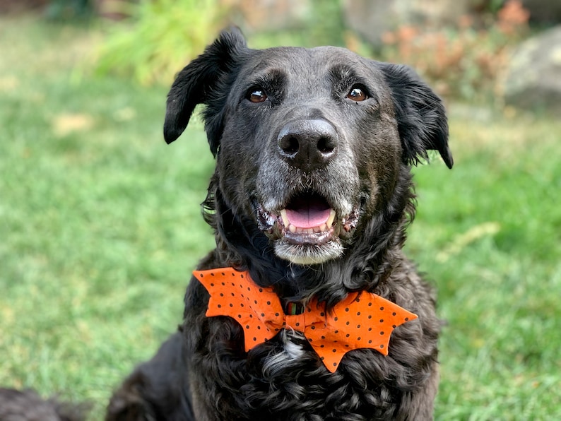 Halloween Dog Bow Tie / Dog Bow Ties / Bat Dog Bow Ties/ Pet Bow Tie / Bat Shape Dog Bow Tie / Pet Accessories Orange & Black Dots