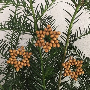 10x Sterne Perlenstern Weihnachtsdeko Christbaumschmuck natürliche Holzmaserung Bild 3