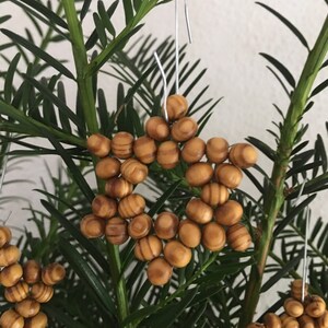 10x Sterne Perlenstern Weihnachtsdeko Christbaumschmuck natürliche Holzmaserung Bild 2