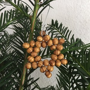 10x Sterne Perlenstern Weihnachtsdeko Christbaumschmuck natürliche Holzmaserung Bild 1