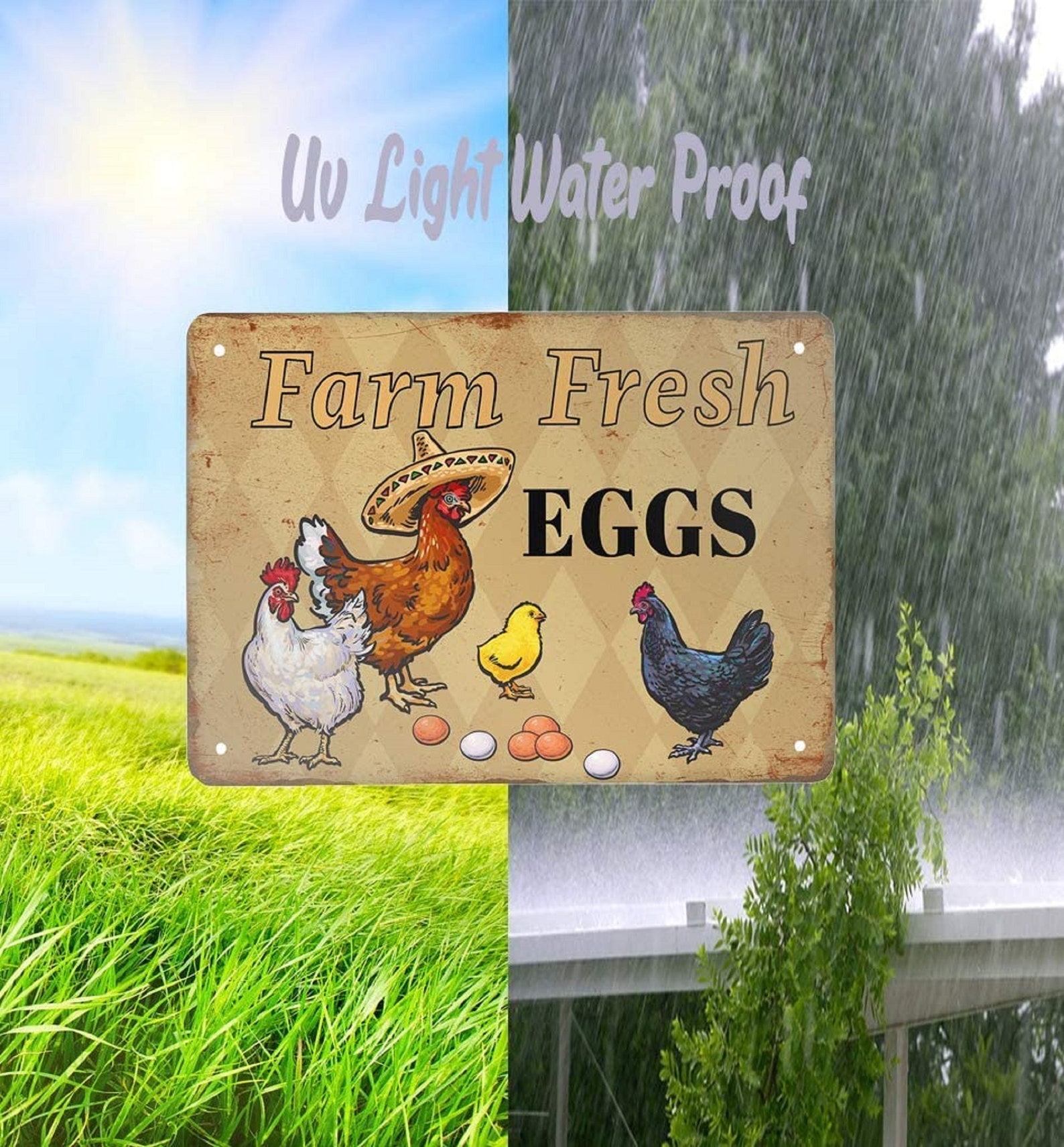 Farm Fresh Eggs Organic Farm Eggs for Sale Market Barn Etsy