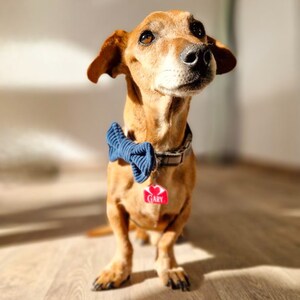 Bow for dogs and cats /Classic Knots/Collection Sweetness image 4