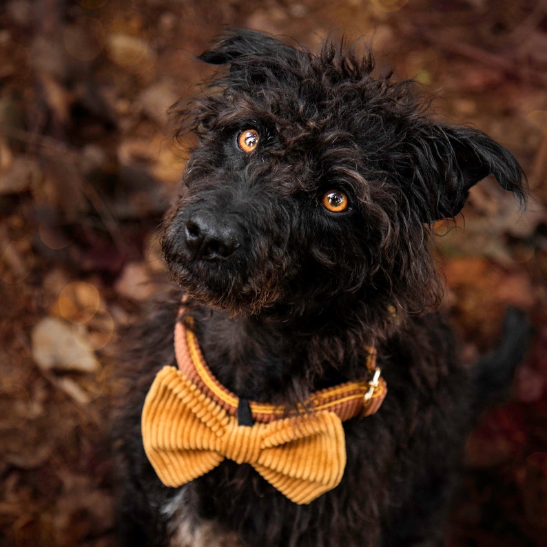 Bow for dogs and cats /Classic Knots/Collection Sweetness image 2