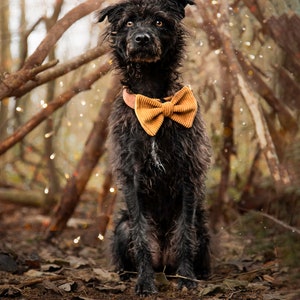 Bow for dogs and cats /Classic Knots/Collection Sweetness image 5