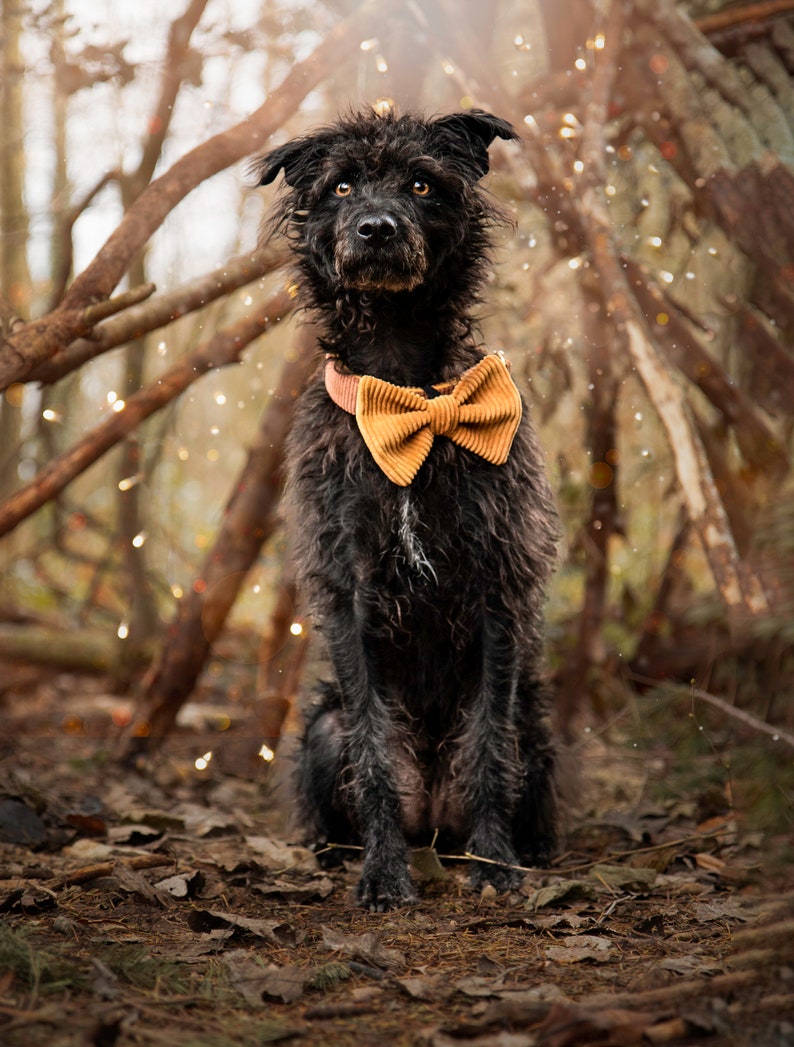 Bow for dogs and cats /Classic Knots/Collection Sweetness image 5