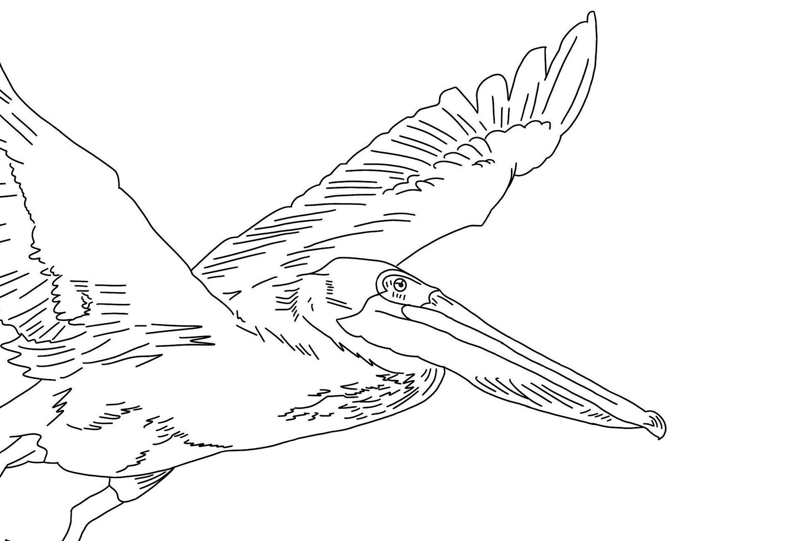 Flying Pelican Coloring Pages Printable