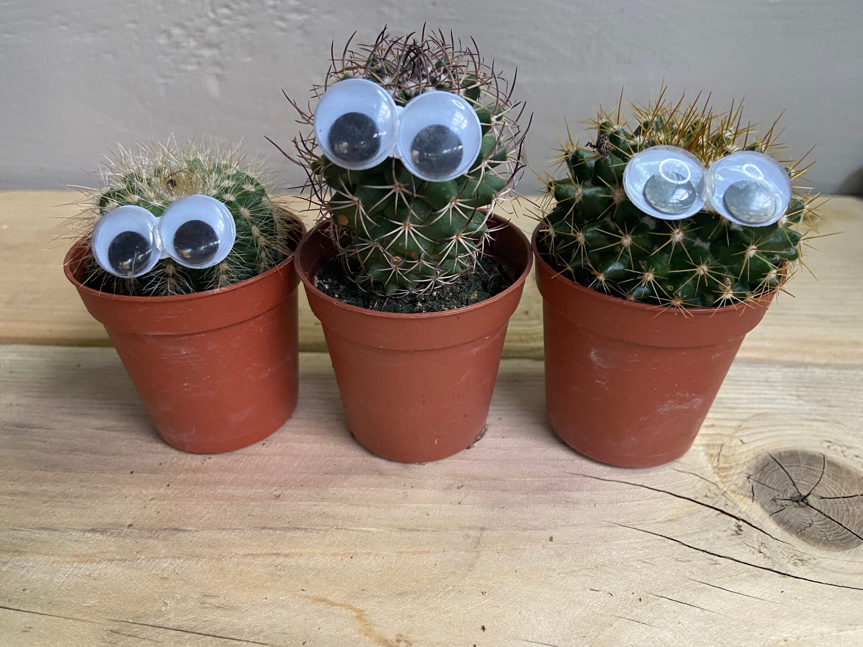 Googly Eyes Cactus Etsy