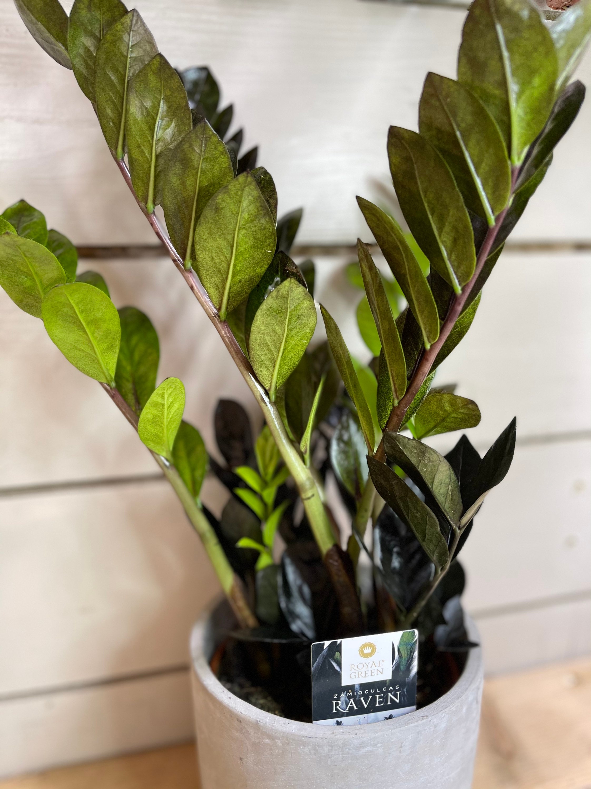 Black Raven ZZ Plant Etsy