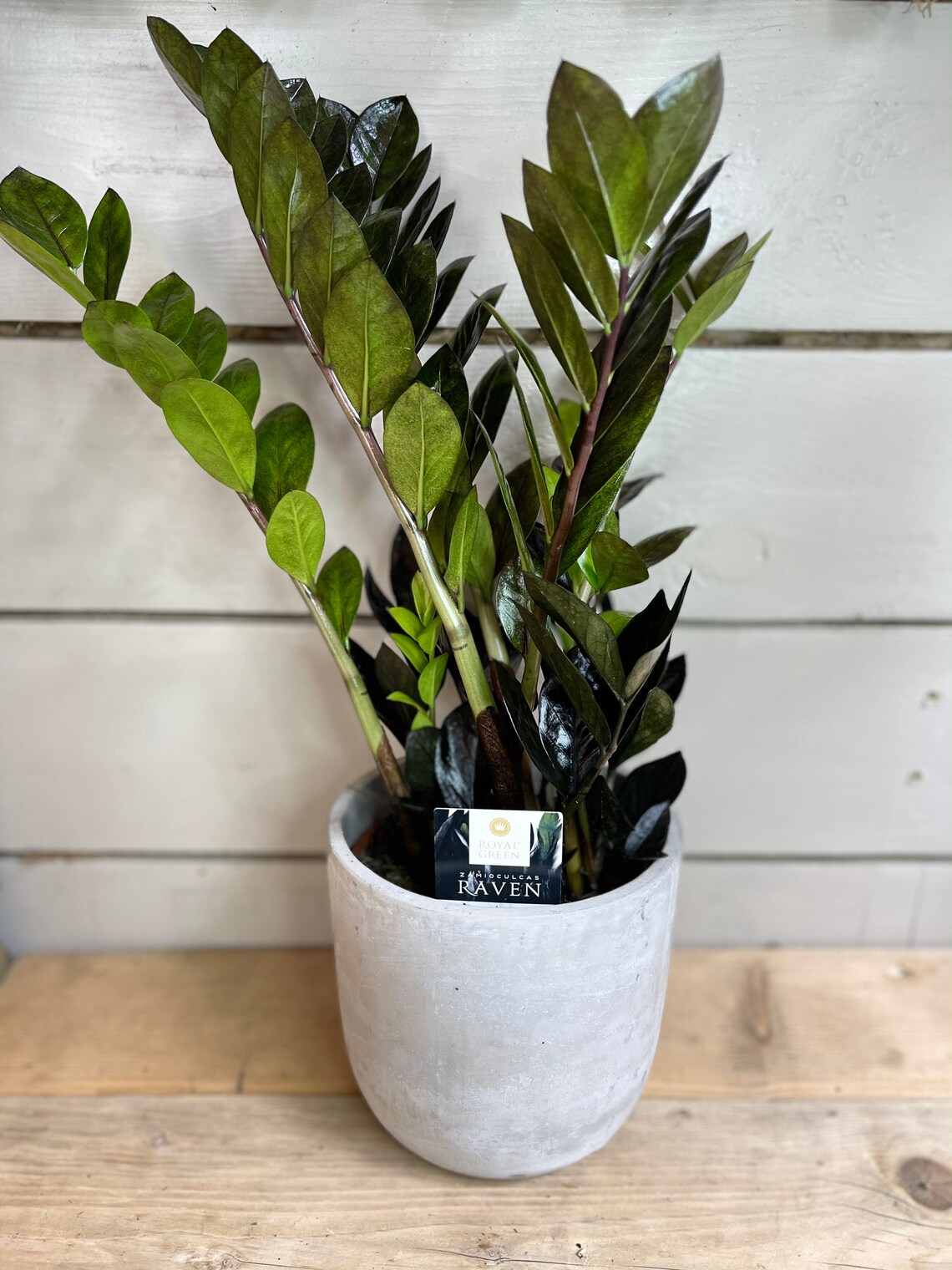 Black Raven ZZ Plant Etsy