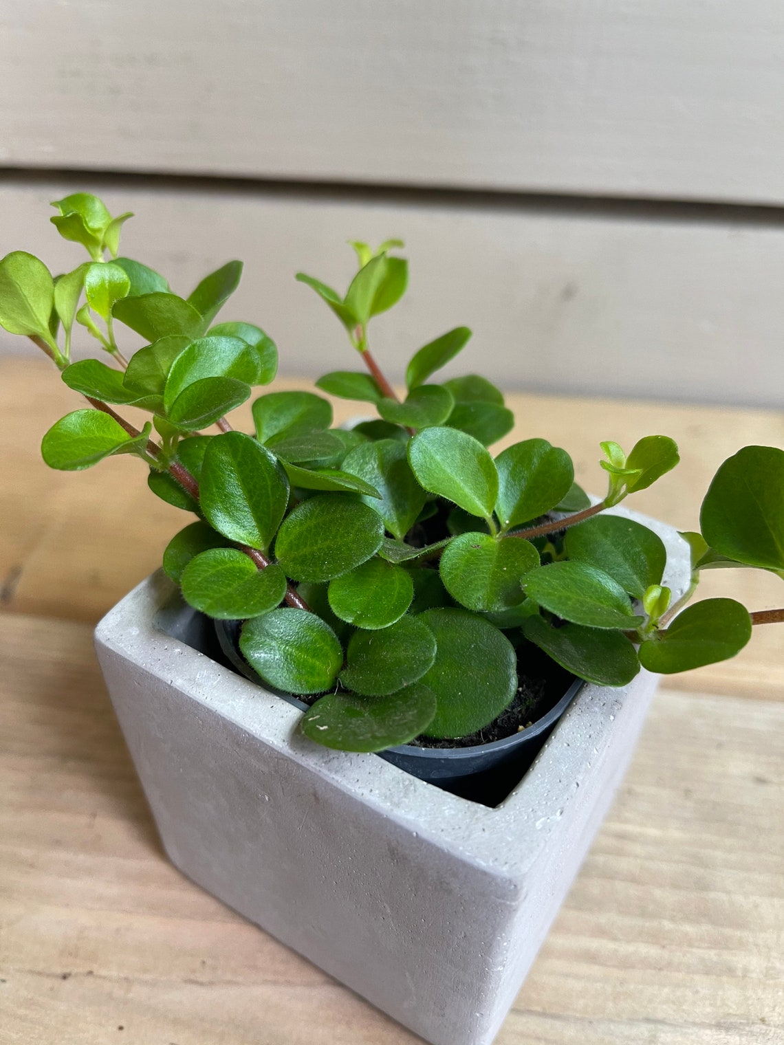 Peperomia rotundifolia Trailing Jade Plant Etsy