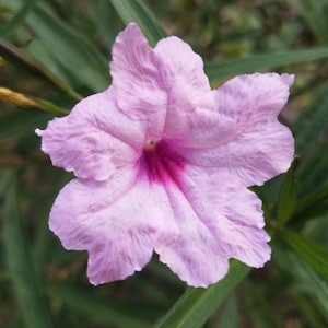 100 - Tall Pink Mexican Petunia Seeds. Ruellia Brittoniana