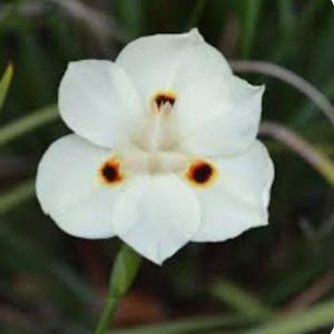 6- African Iris plants bare root