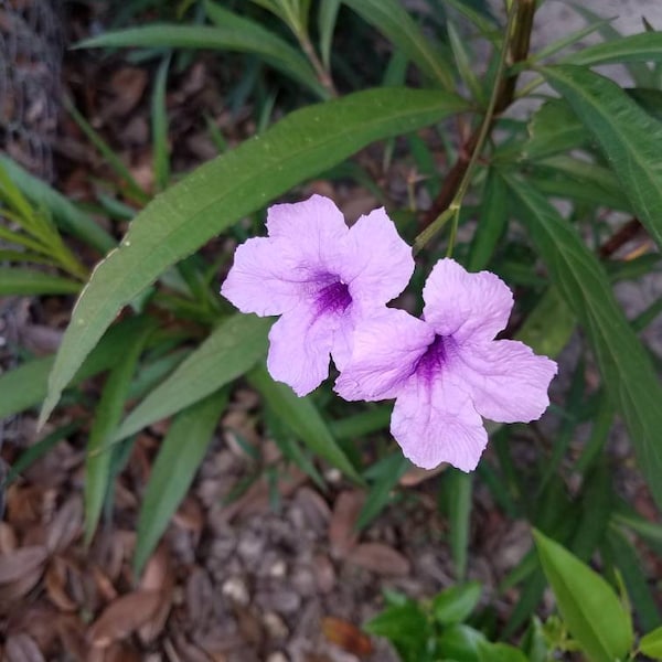 50 Tall Purple and 50 Tall Pink Mexican Petunia Seeds