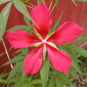 May include: A vibrant red flower with five large petals, surrounded by green leaves. The flower's center features a cluster of small, reddish stamens. The background includes more green foliage and a red wooden fence.